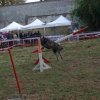 foire-haricots 2011-09-17et18